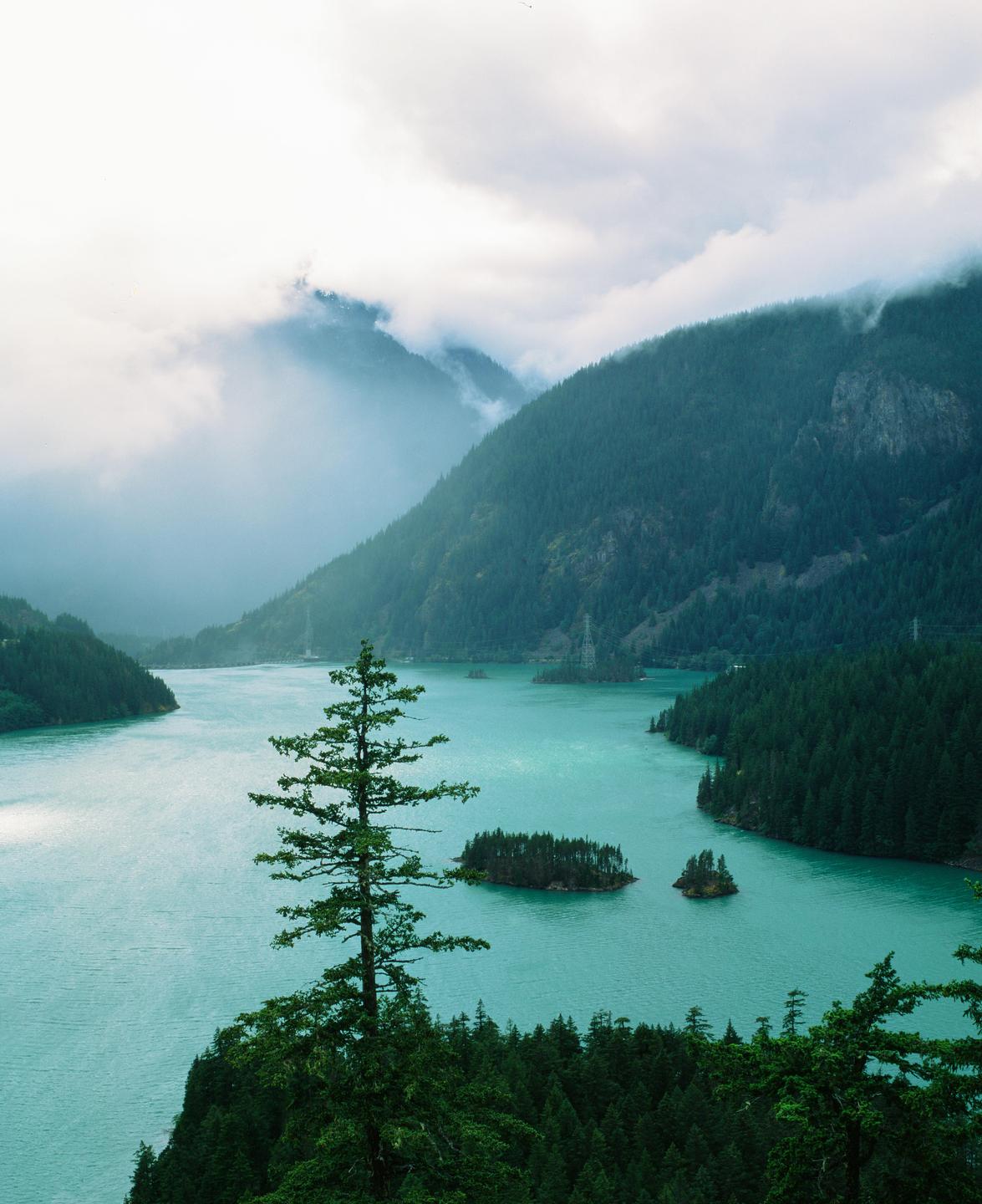 A tall pine tree stands in the foreground overlooking a turquoise lake surrounded by mountains and forest.