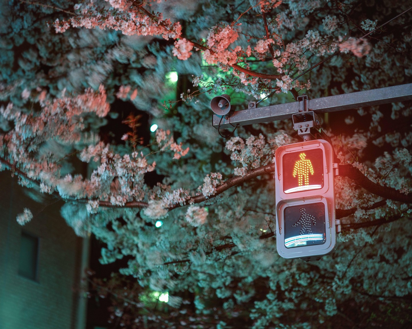 A pedestrian signal with a red walking man is surrounded by cherry blossoms at night.