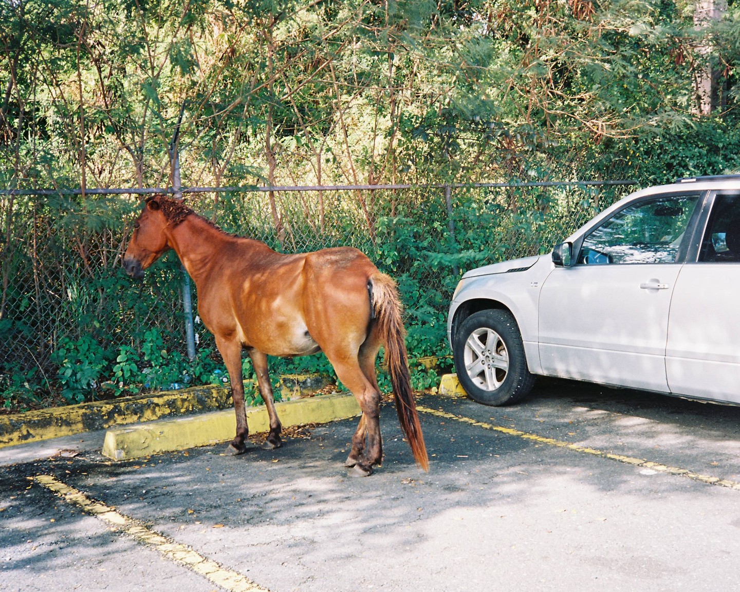 A brown horse stands next to a silver car in a parking lot.