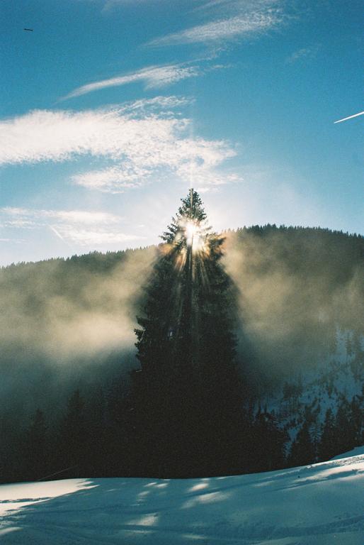 Sunlight bursts through a tall pine tree on a snowy mountain with fog.