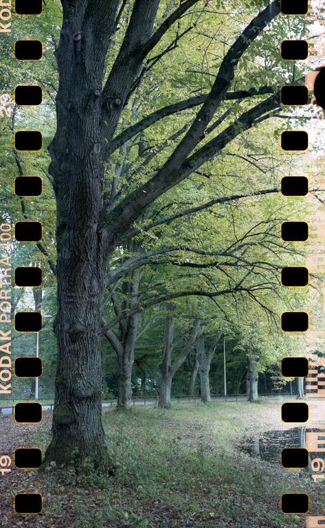 A large tree trunk stands in the foreground with a line of trees extending into the background.