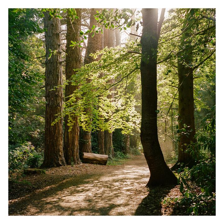 Sunlight streams through the trees onto a path in a forest.