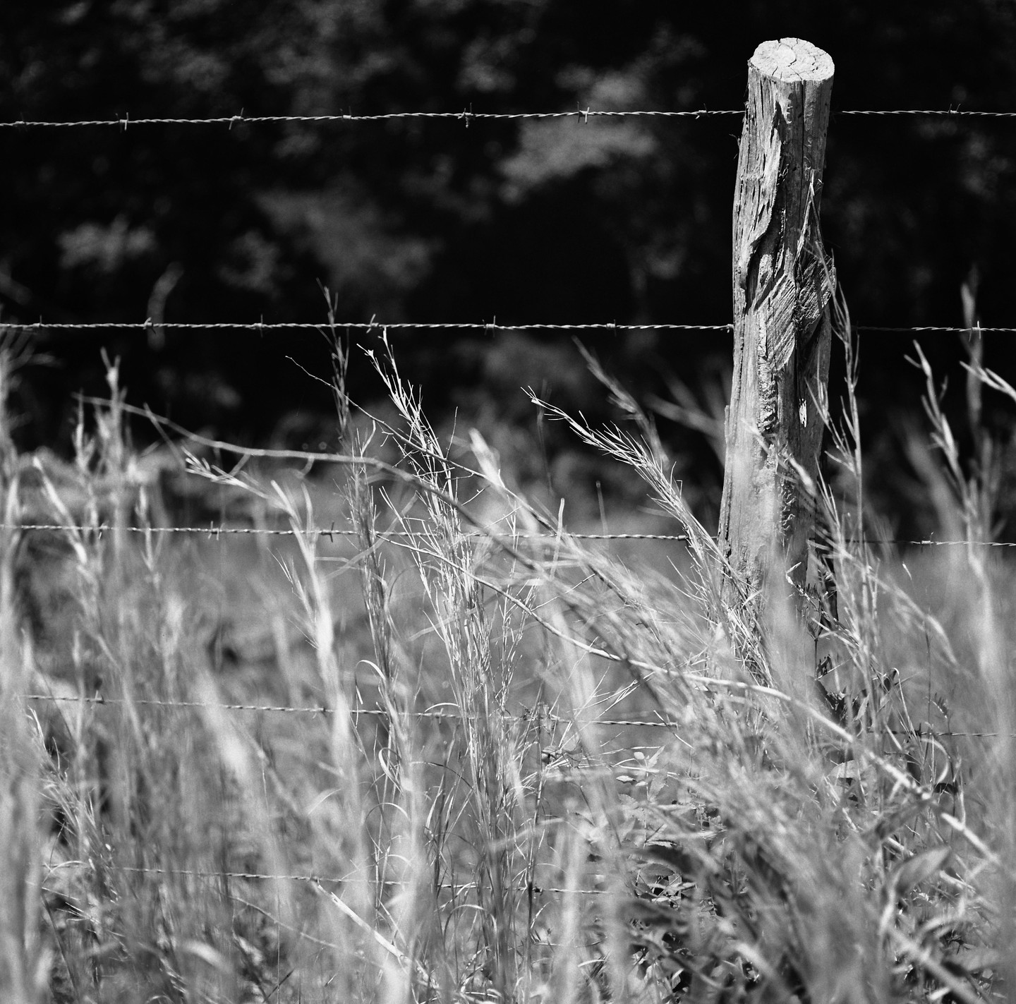 A wooden fence post and barbed wire are visible through tall grass.