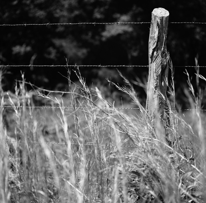 A wooden fence post and barbed wire are visible through tall grass.