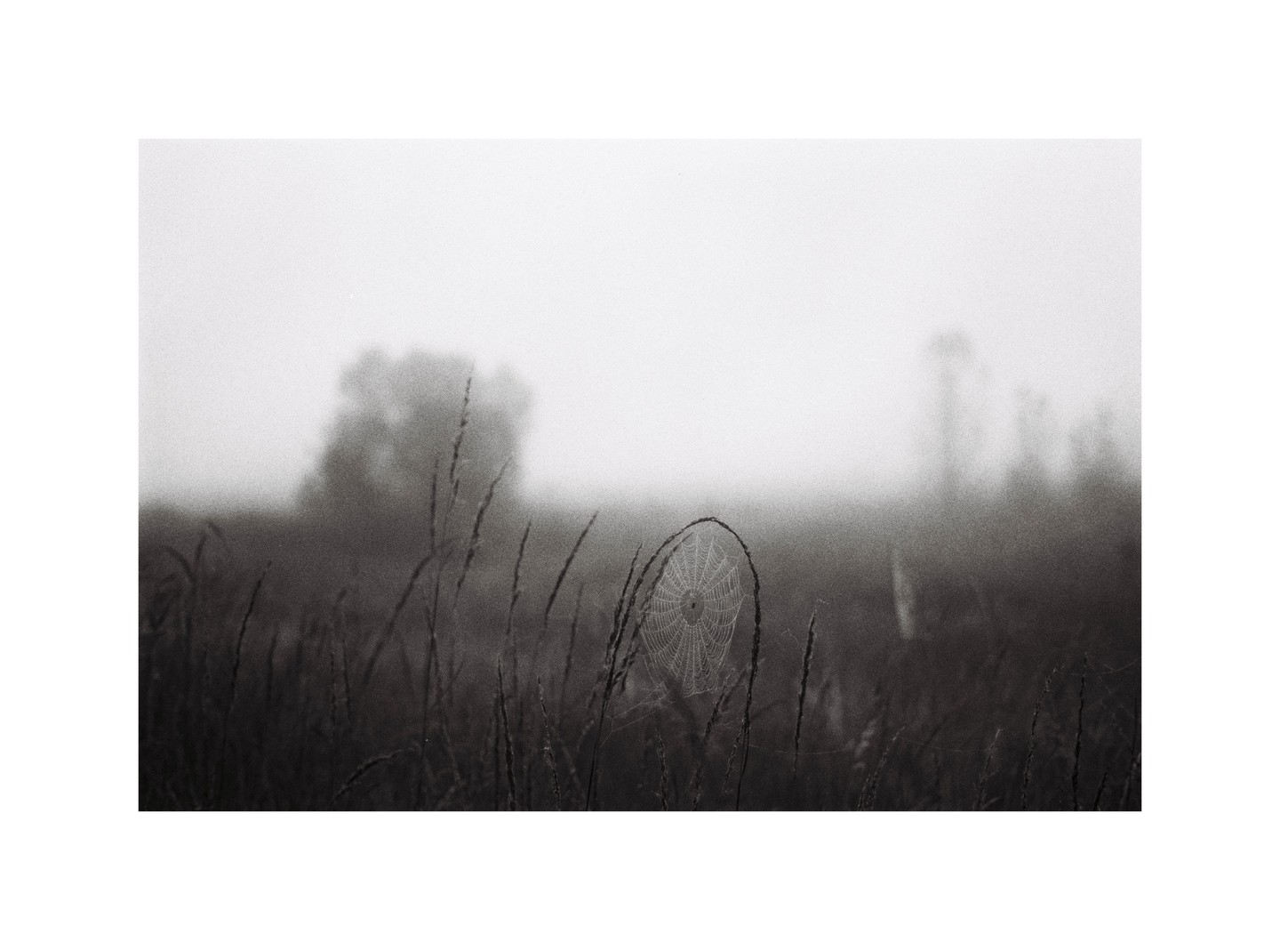 A spiderweb covered in dew is visible in a field of tall grass on a foggy morning.