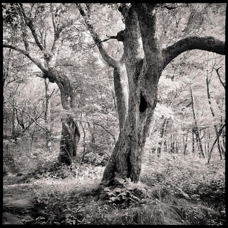 A forest with a large tree in the foreground that has a hole in its trunk.