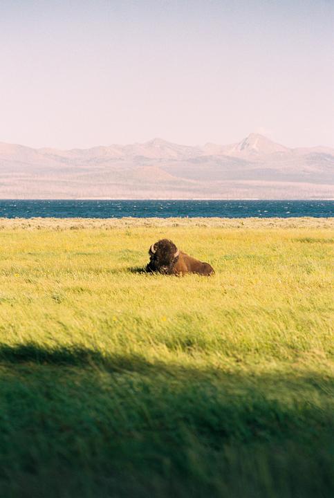A bison rests in a grassy field with a lake and mountains in the background.
