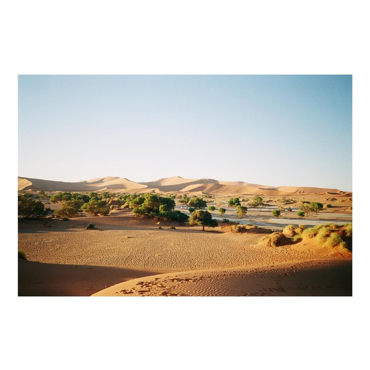A desert landscape features sand dunes, green trees, and a clear sky.