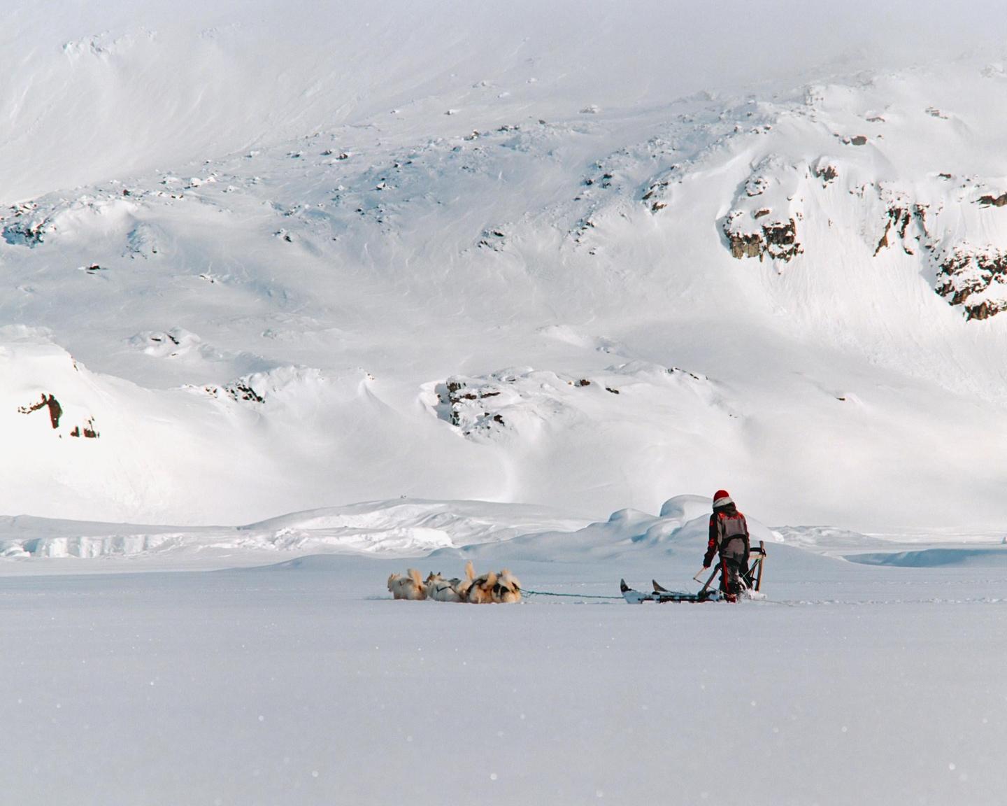 A person in a red hat stands with a dogsled team in a vast, snow-covered landscape.