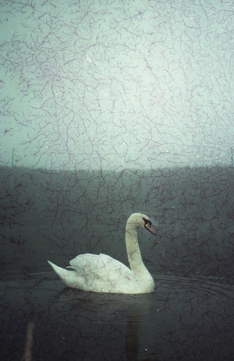 A white swan swims in dark water under a sky filled with purple, thread-like patterns.