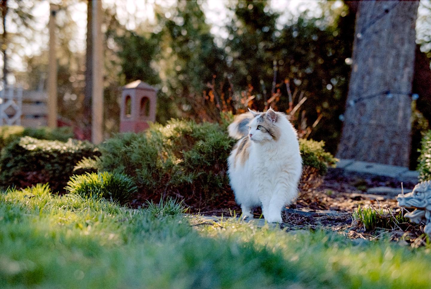 A fluffy cat stands in a garden with green bushes and grass, looking to the left.