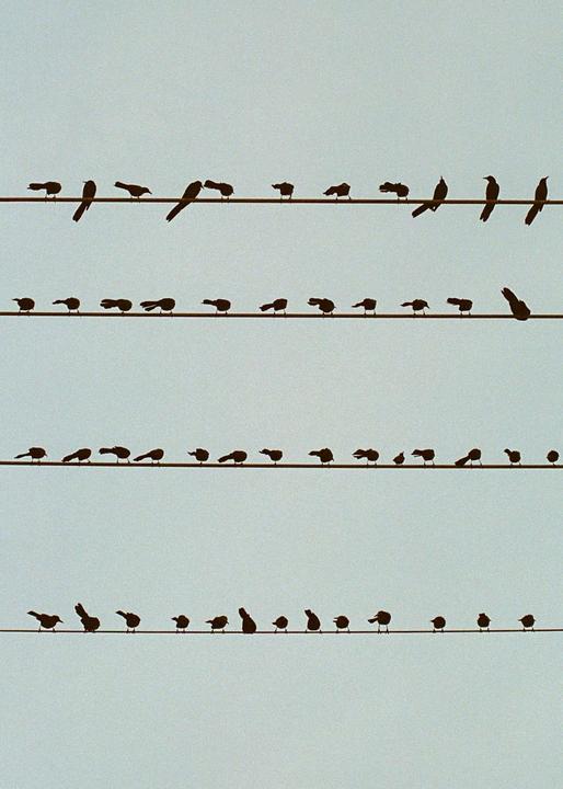 Many birds are silhouetted on four parallel wires against a light sky.