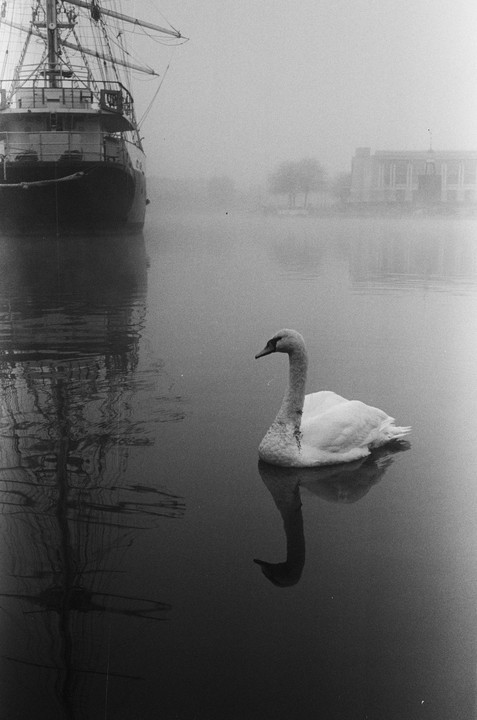 A swan floats on water next to a large ship in a hazy harbor.