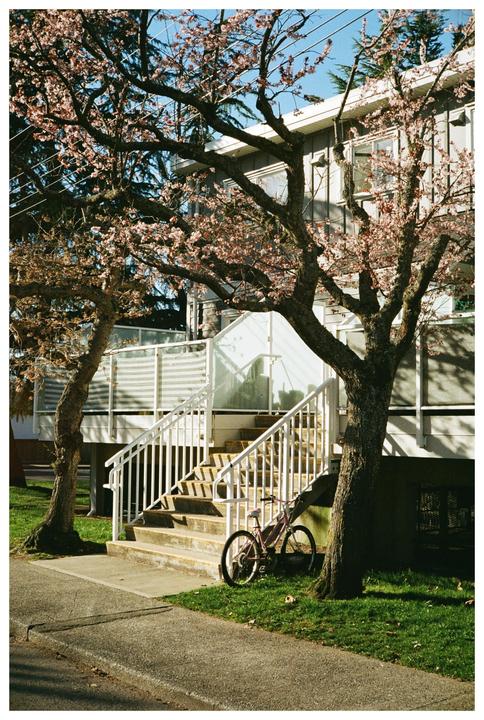 A pink bicycle is parked on a patch of grass next to a concrete staircase leading up to a building, framed by two trees with pink blossoms.