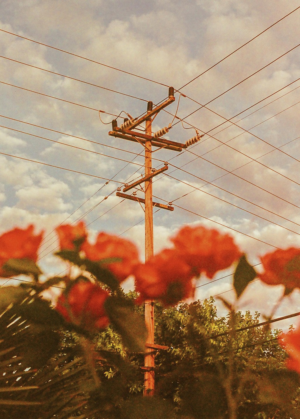 A utility pole with many wires stands against a cloudy sky, with blurred orange flowers in the foreground.