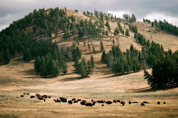 A herd of bison grazes in a valley with a tree-covered hill under a cloudy sky.