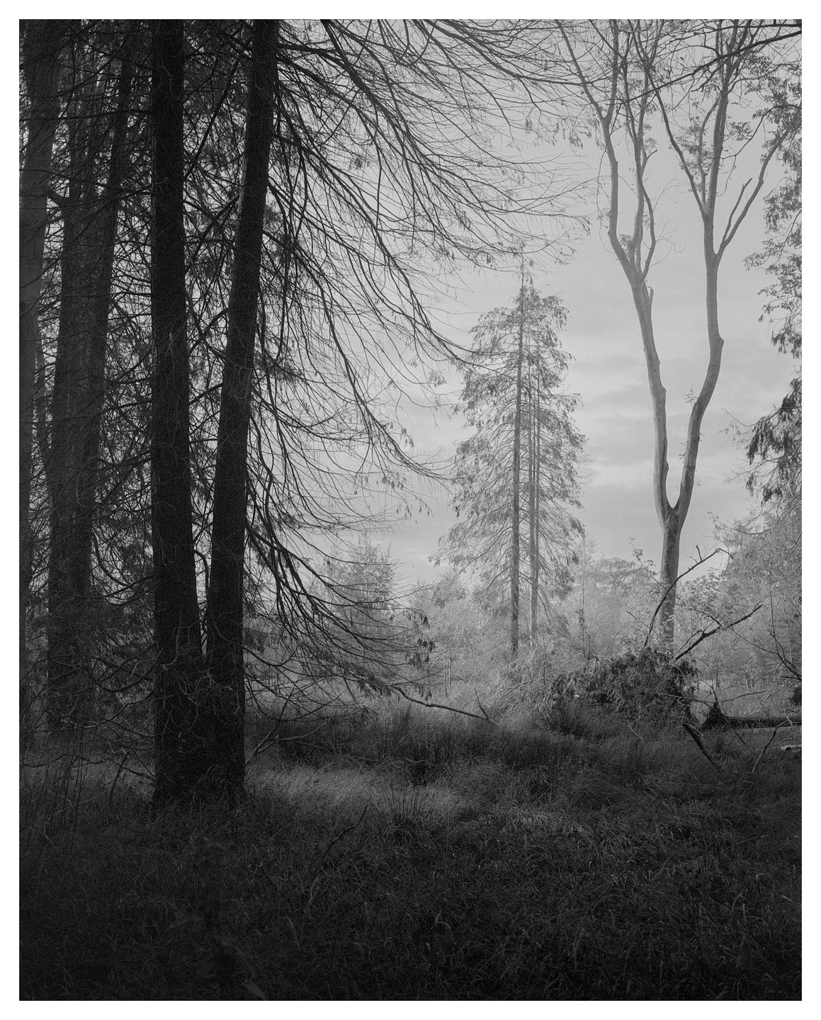 A dense forest with tall trees and overgrown grass is shrouded in a hazy atmosphere.