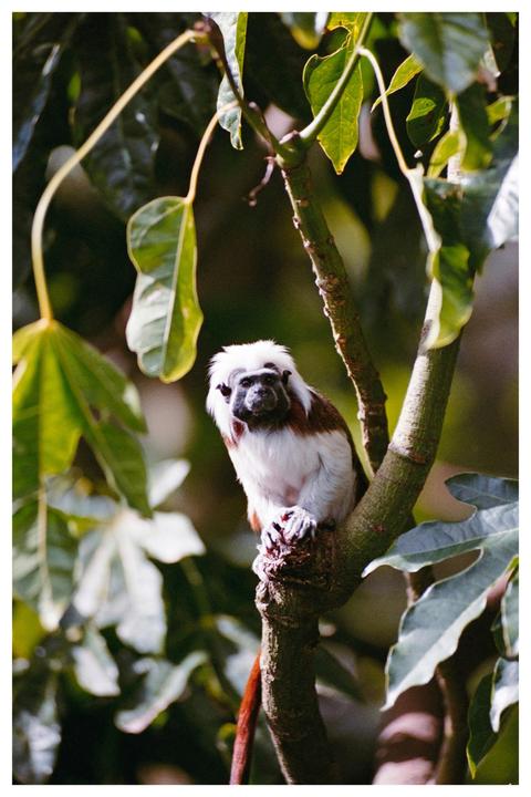 A cotton-top tamarin sits on a tree branch surrounded by green leaves.