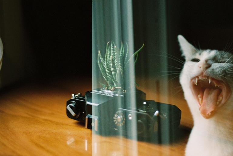 A white cat yawns next to a camera with a succulent plant on top of it, all on a wooden surface.