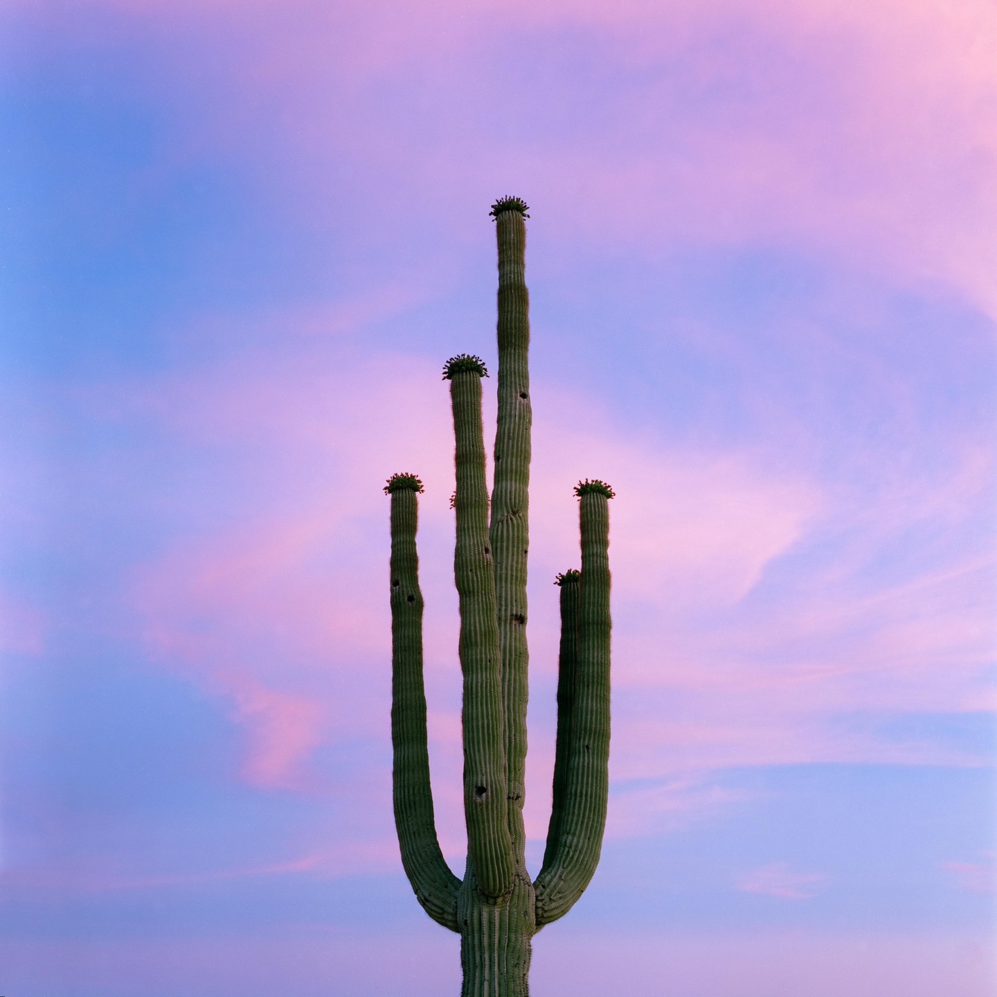 A saguaro cactus stands tall against a sky with pink and blue clouds.
