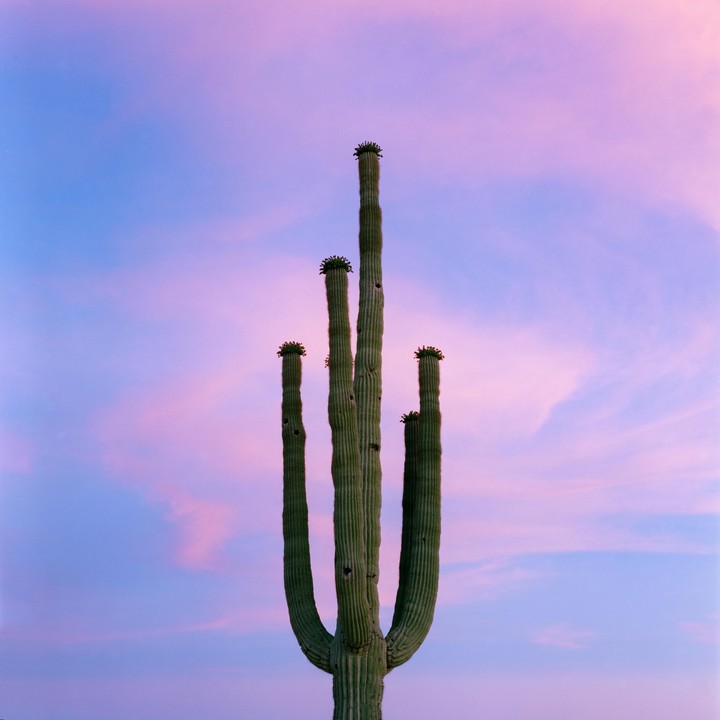 A saguaro cactus stands tall against a sky with pink and blue clouds.