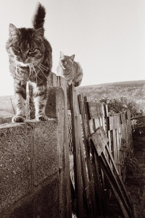 Two cats are on a fence, one walking on a concrete wall and the other sitting on a wooden fence.