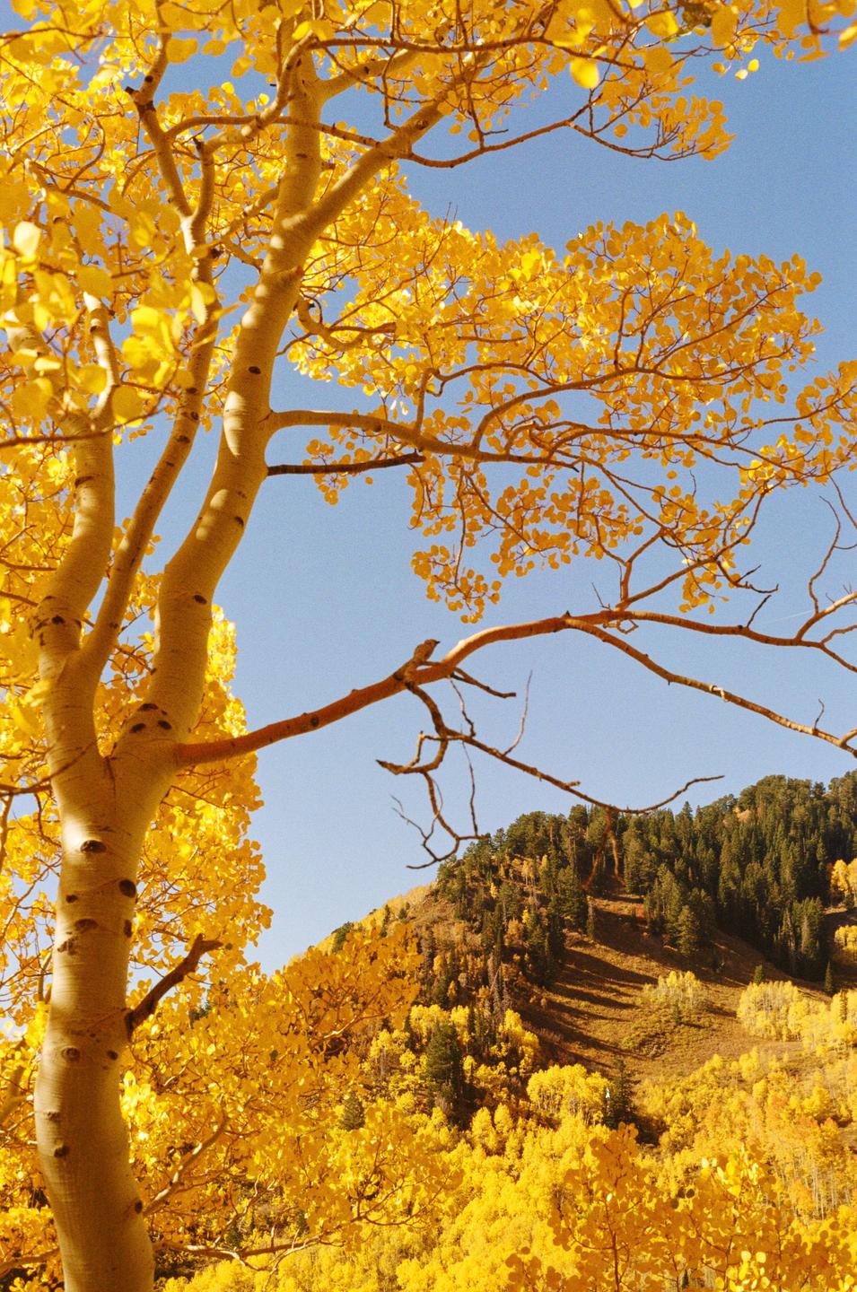 A bird sits on a branch of a golden aspen tree with a hillside of trees in autumn foliage in the background.
