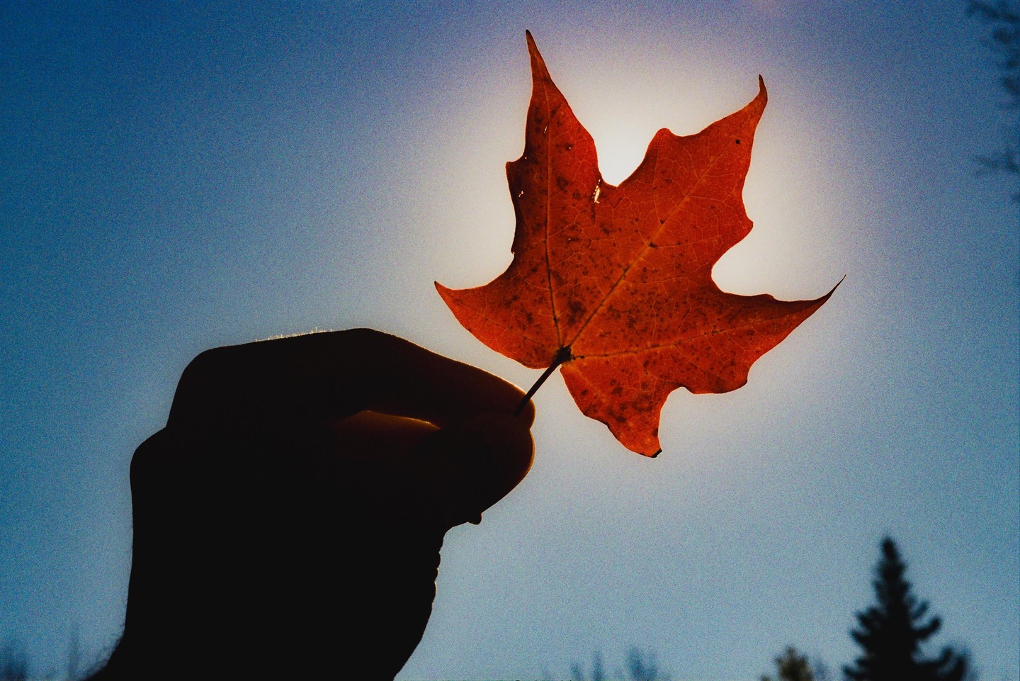 A hand holds a backlit red maple leaf against a bright sky with a silhouetted tree in the background.