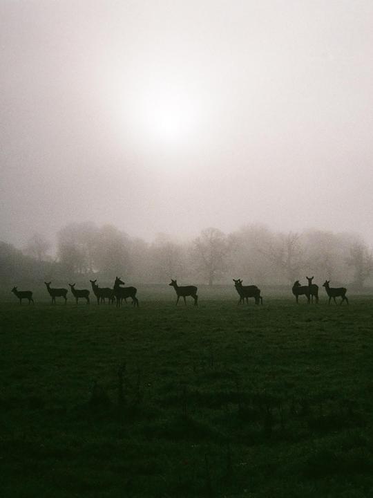 A herd of deer stands in a misty field with trees in the background.
