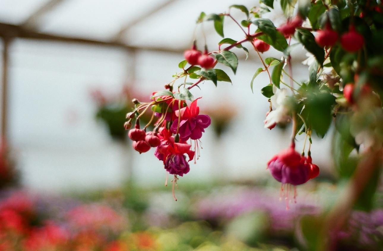 A close-up shot shows fuchsia flowers and buds hanging from a branch in a greenhouse.