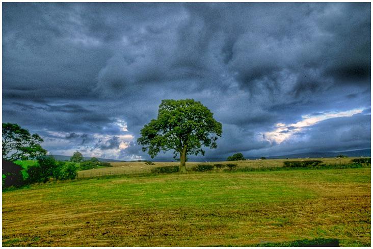 A single tree stands in a field under a dramatic, cloudy sky.