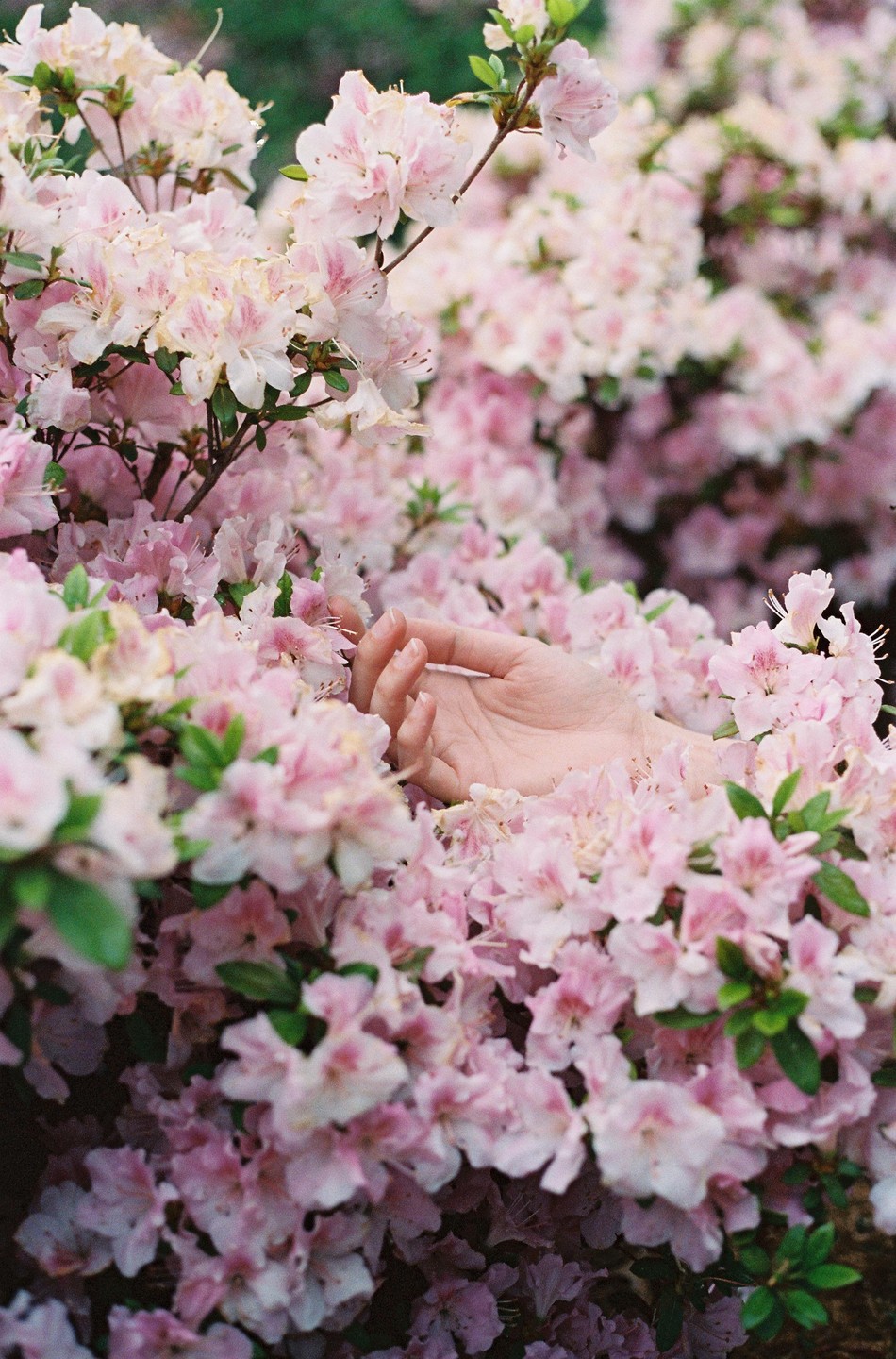 A hand is reaching out from a bush of pink flowers.