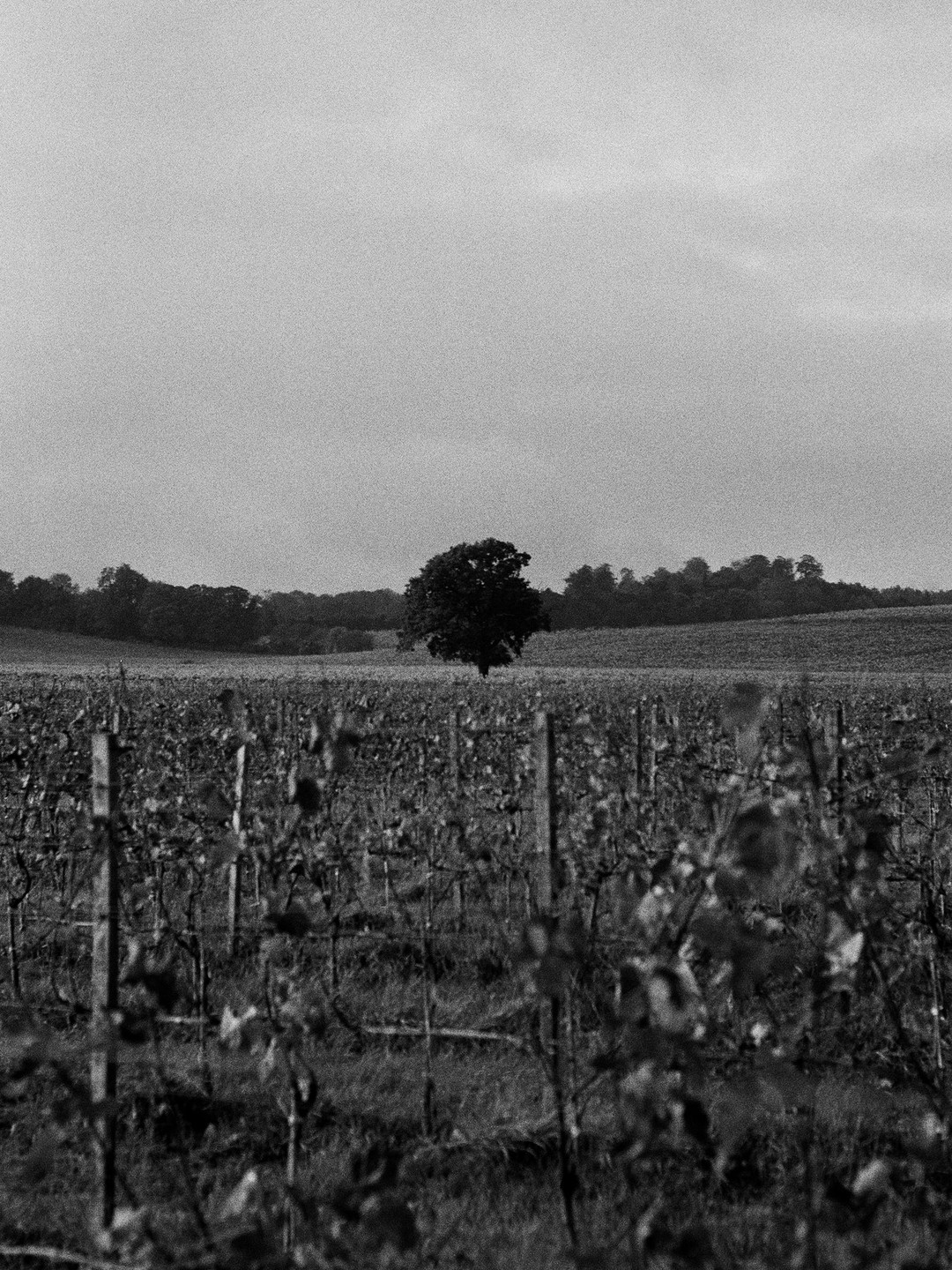 A single tree stands in the middle of a vineyard under a cloudy sky.