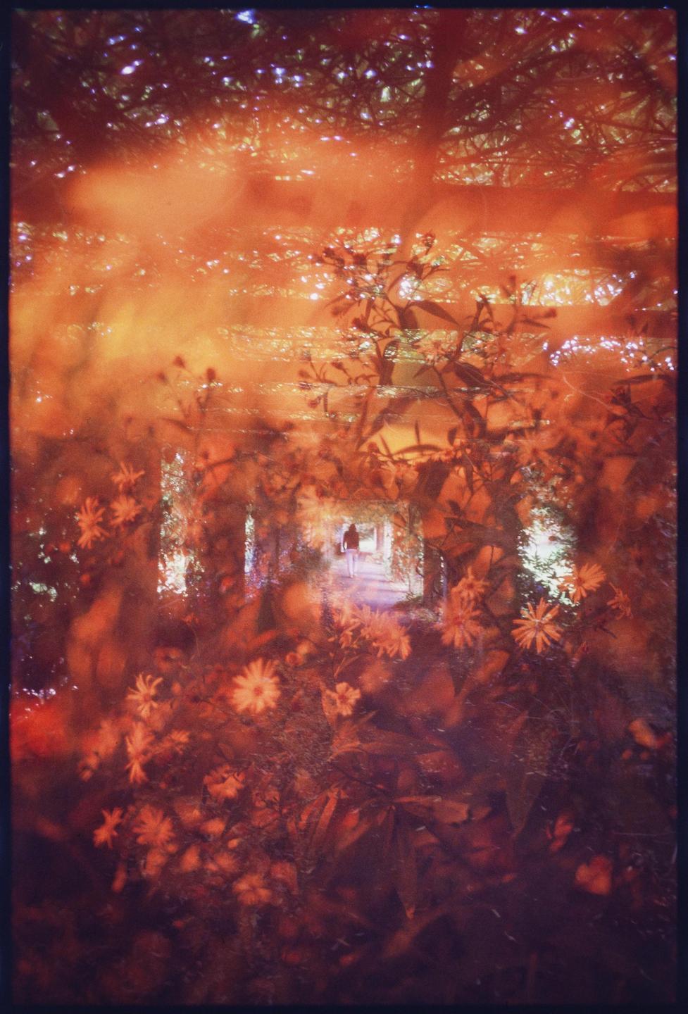 A person walks through a tunnel of foliage and flowers, with an orange hue over the image.
