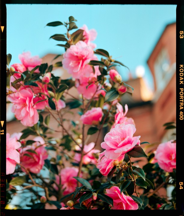 A bush with many pink flowers is shown against a light blue sky and a building.