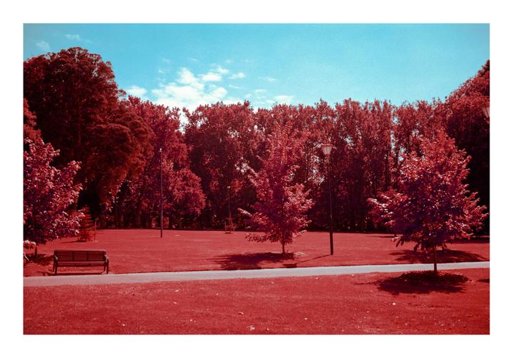 A park bench sits on a red lawn next to a path, with red trees and a blue sky in the background.