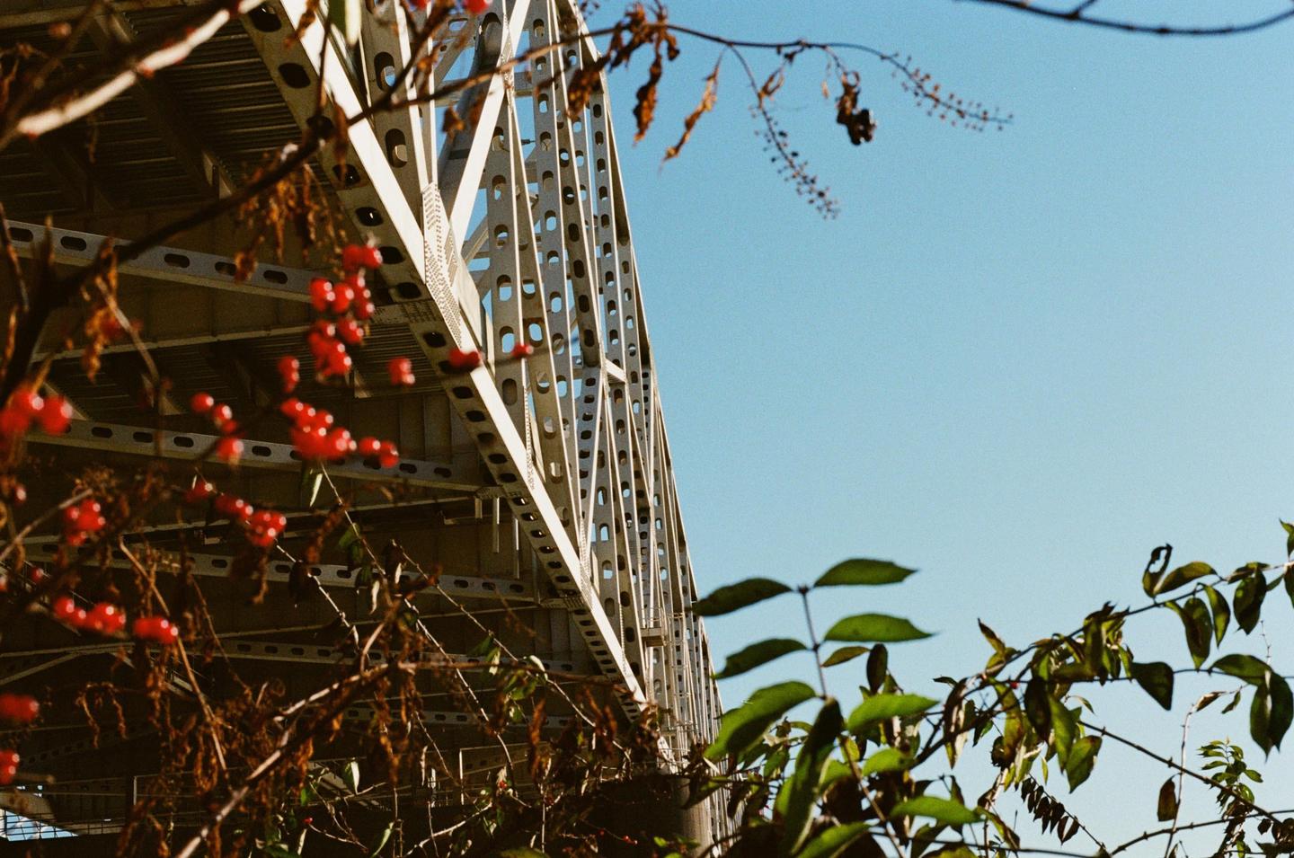 A bridge structure is visible through branches with red berries and green leaves against a clear blue sky.