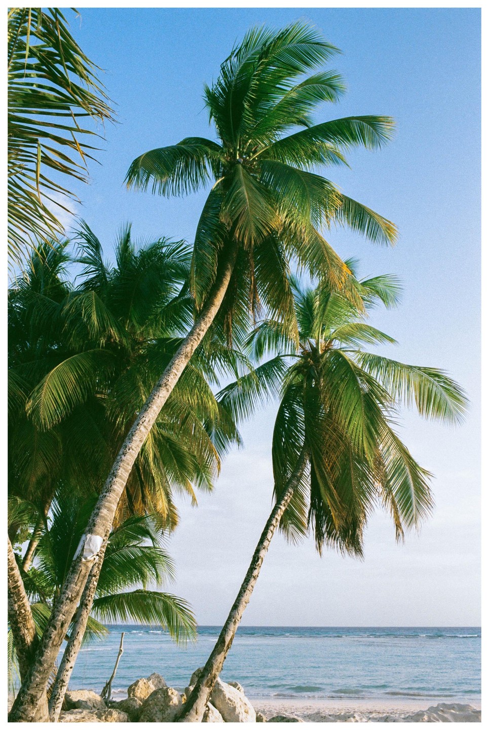 Several palm trees lean over a sandy beach with the ocean in the background under a clear sky.