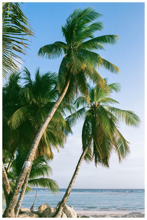 Several palm trees lean over a sandy beach with the ocean in the background under a clear sky.