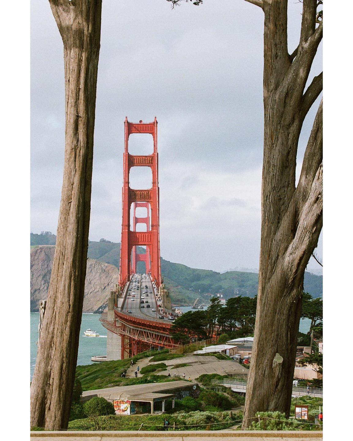 The Golden Gate Bridge is framed by two large tree trunks, with cars driving across it and a boat in the water below.