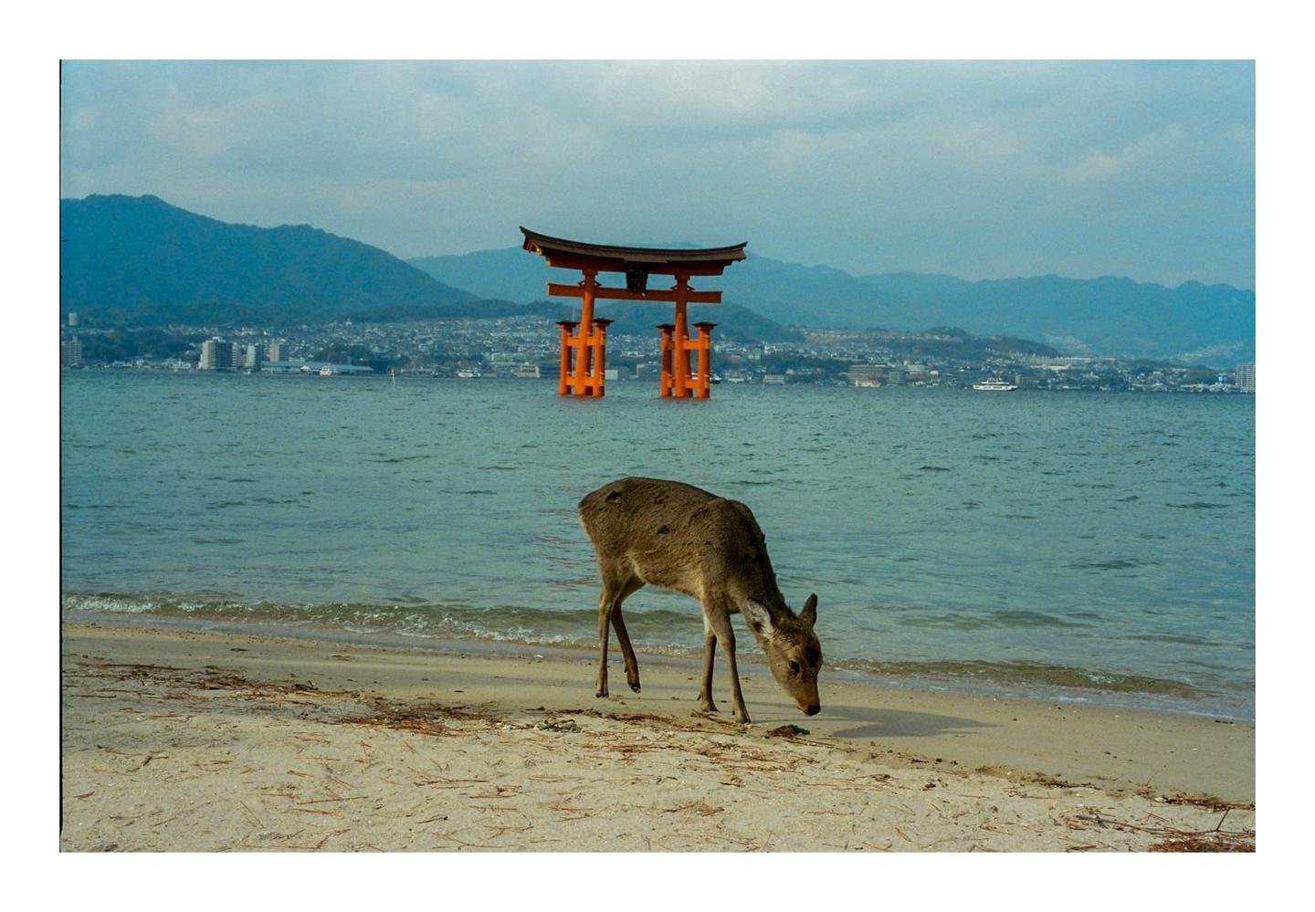 A deer stands on a sandy beach with a large orange torii gate in the water and mountains in the distance.