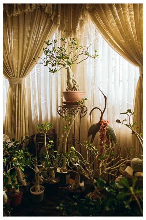 A collection of potted bonsai trees and a bird sculpture are arranged in front of a window with sheer and opaque curtains.