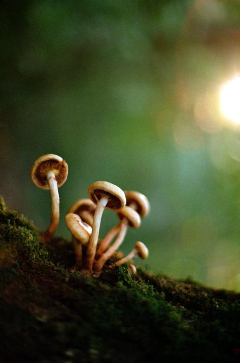 A cluster of small mushrooms grows on a mossy surface with a bright light source in the upper right.