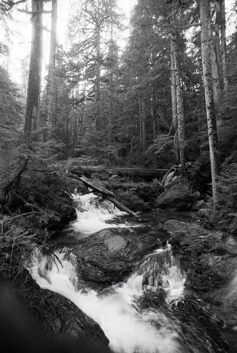 A stream with small waterfalls flows through a dense forest with tall trees and fallen logs.