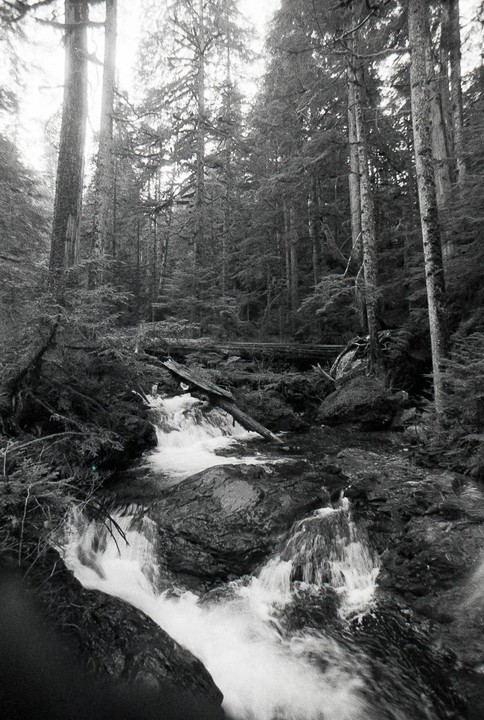A stream with small waterfalls flows through a dense forest with tall trees and fallen logs.