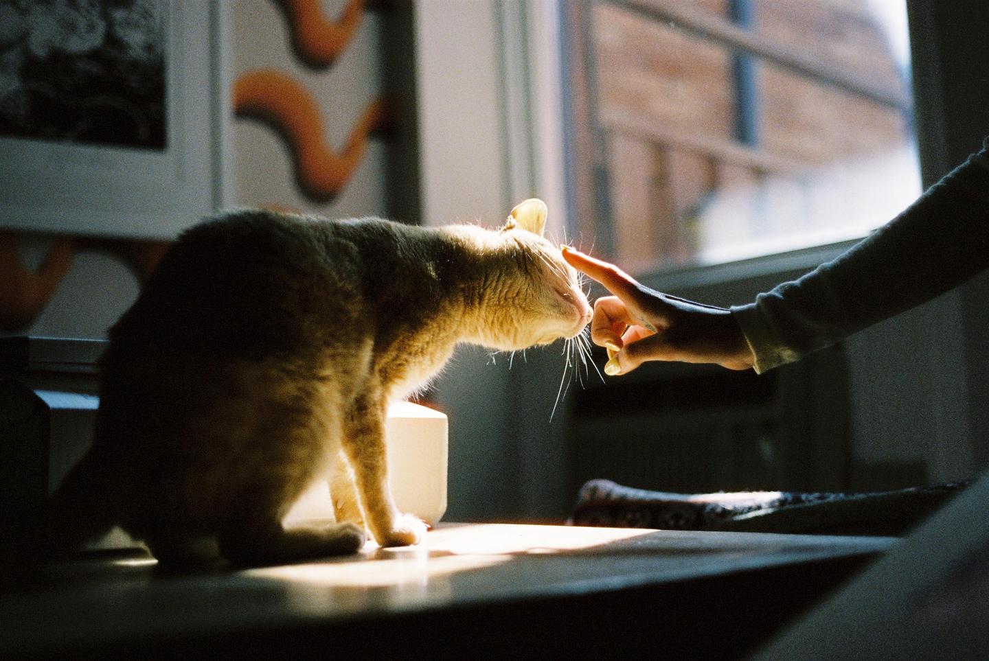 A hand reaches out to touch a cat's nose, illuminated by a beam of sunlight.