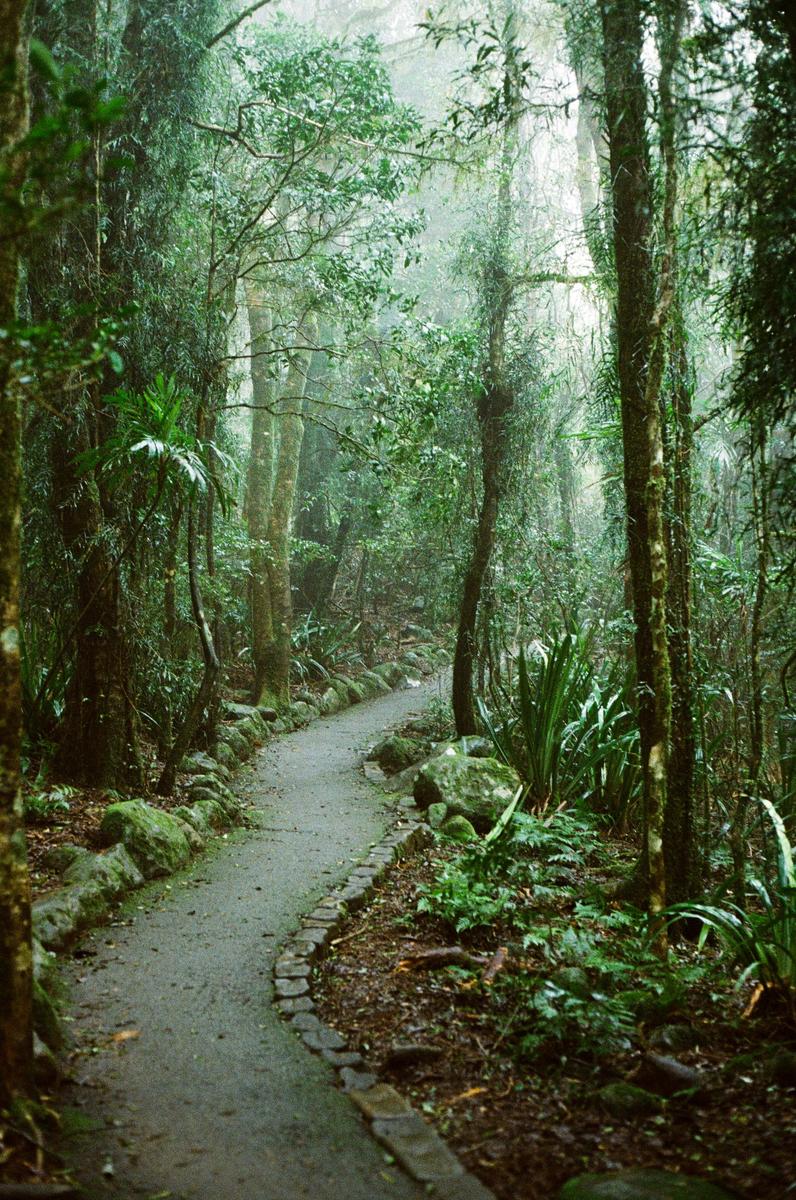 A winding pathway leads through a lush, green forest with tall trees and dense foliage.