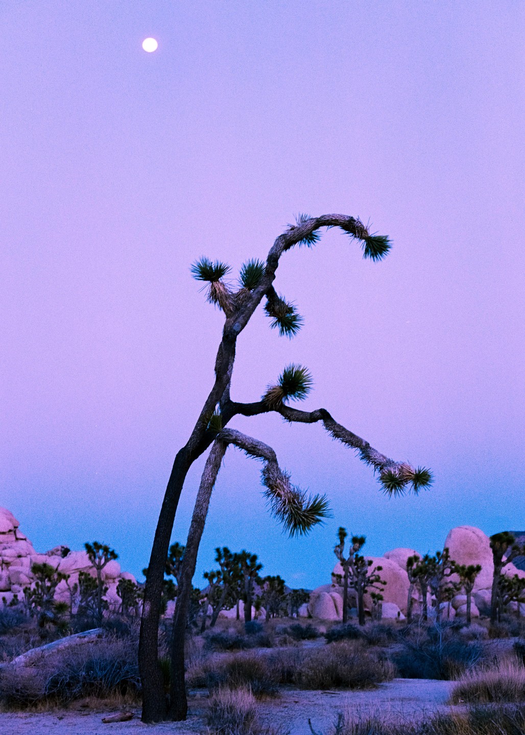 A Joshua tree stands in a desert landscape under a purple sky with a full moon.