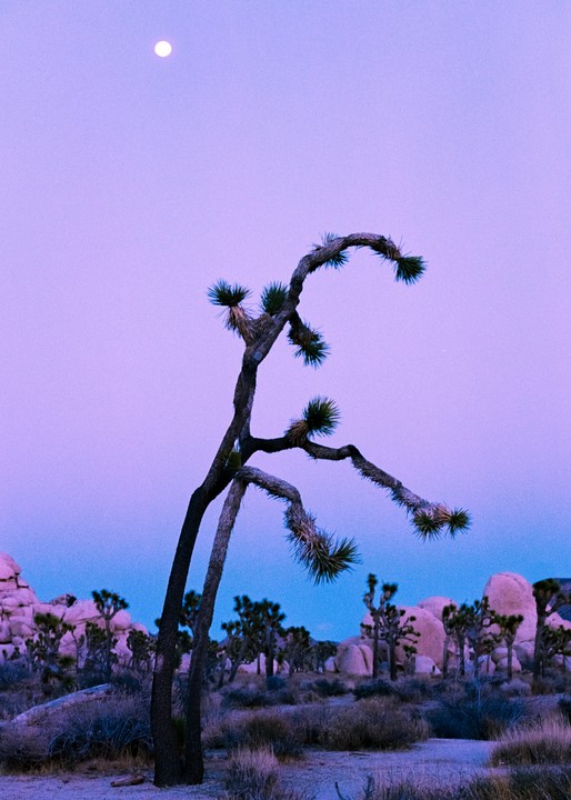 A Joshua tree stands in a desert landscape under a purple sky with a full moon.
