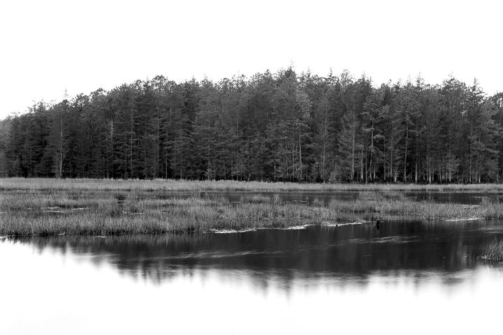 A dense forest stands behind a body of water with tall grass growing in it, reflecting the trees on its surface.